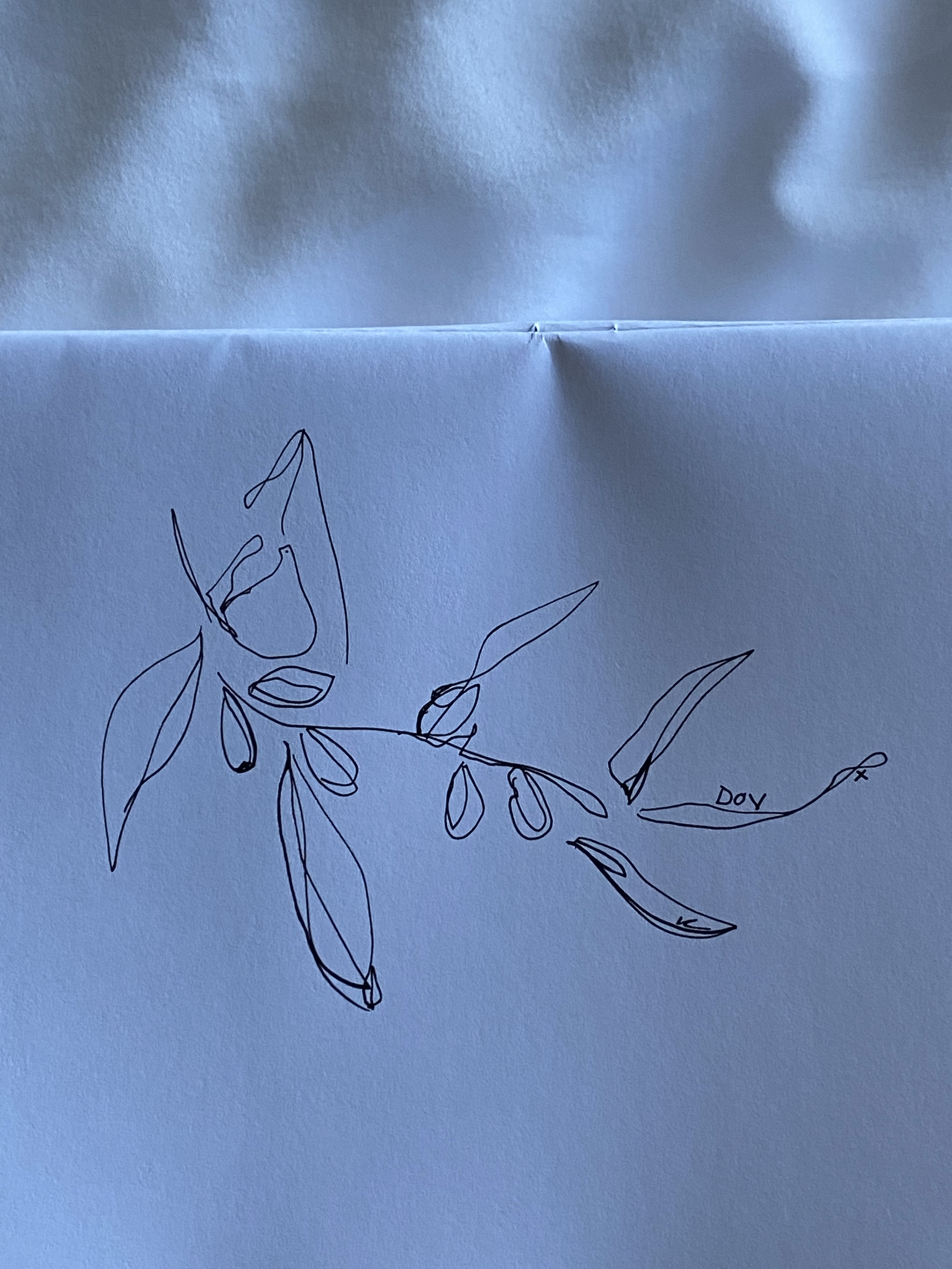 Original DPX sketch — DovePaxBranch